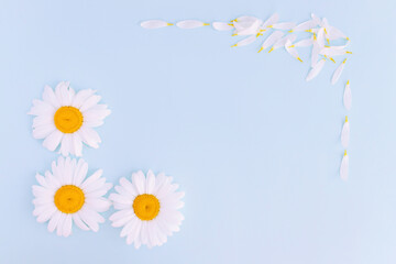 Fototapeta na wymiar Flatley wildflower daisy, petals. View from above. Copy space