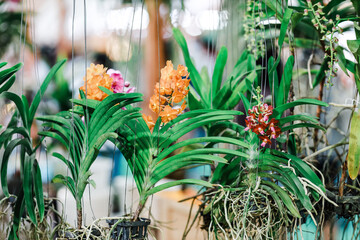 flowers in the garden
