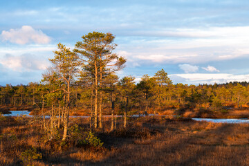 Fototapeta premium trees in forest and swamp