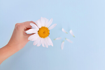 Tender female hand holds a field branch of camomile