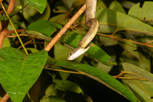green snake in the tree waiting to strike