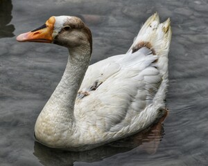 close up portrait of a duck on the water
