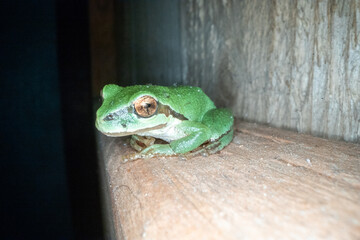 Portrait of a green tree frog 