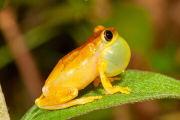 Yellow Tree Frogs mating call