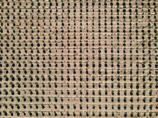 Aerial view of an Orchard