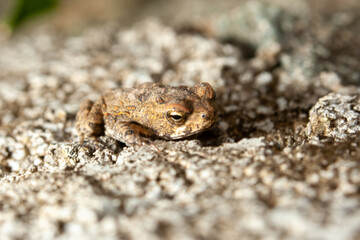 toad in the sand