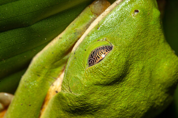 Sleeping Red-eyed tree frogs golden eyelid 