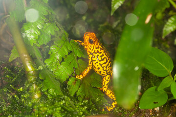 poison dart frog on a fern