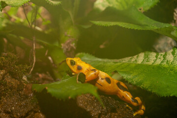 poison dart frog on the leaf
