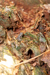 frog hiding in the forest