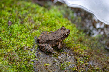 Naklejka premium frog on the moss