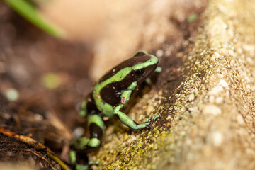 Posion Dart Frog