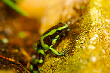 Posion Dart Frog