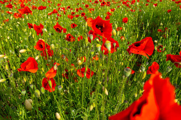 Obraz premium czerwone maki na równinie w słoneczny letni dzień