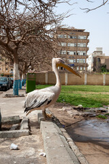 Portrait of a pelican 