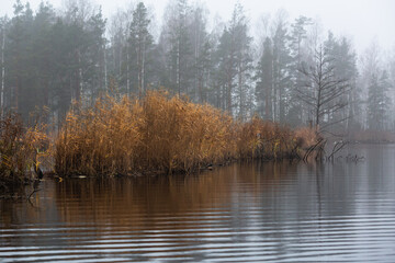 Fototapeta premium forest lake shore with fog at sunset