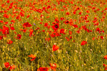 Obraz premium red poppies on the plain on a sunny summer day