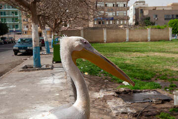 Portrait of a pelican 