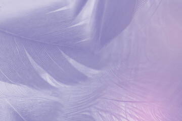 Violet feather pattern texture background , pastel color style - obrazy, fototapety, plakaty
