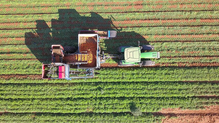 Agricultural machinery. Carrot harvesting using mechanized harvesting equipment. Large carrot field.