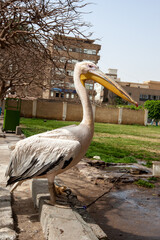 Portrait of a pelican 