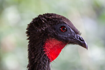 Portrait of a yardbird