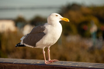 seagull on the beach