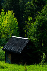Fototapeta na wymiar wooden cottage on the mountain between fir trees