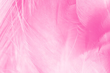 Fototapeta na wymiar Beautiful pink magenta feather texture pattern background