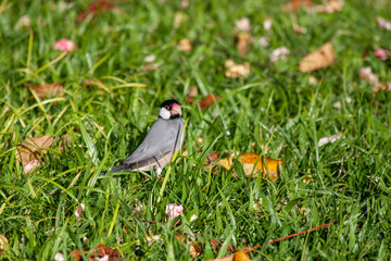 Finch in the grass