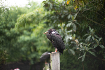 Bird on a pier at the lake