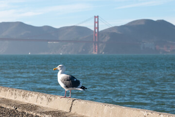 seagull on the pier