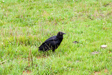 Vulture in the grass