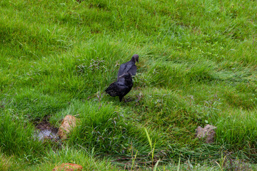 Vulture in the grass