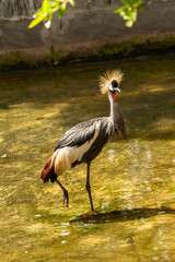 grey crowned crane balearica