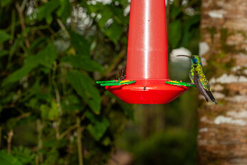 hummingbird resting on a feeder 