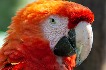 Portrait of scarlet macaw parrot