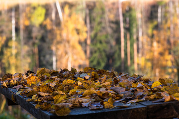 Autumn in Karula national park