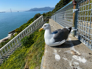 seagull on the bay