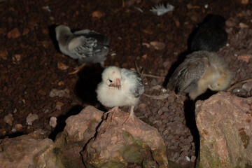 baby chick exploring