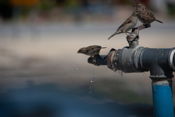 Sparrows drinking water in the desert
