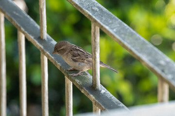 sparrow on a fence
