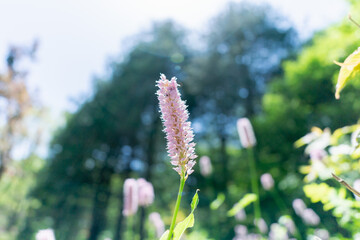 Obraz premium ハーブ園の花