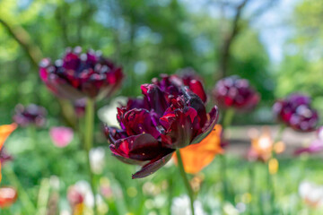 ブラックローズ