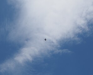 pájaro volando en el cielo azul con nubes blancas