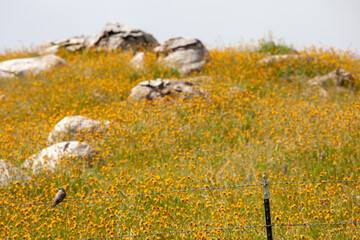 Wildflowers in bllom