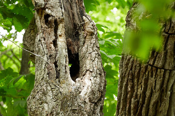 Fresh green forest (photographed  in June), Obihiro Green Park, Hokkaido, Japan