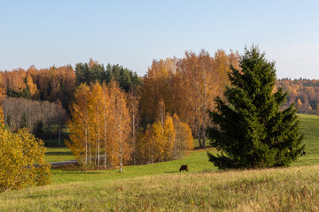 Autumn in Karula national park