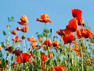 Obraz premium OLYMPUS DIGITAL CAMERA