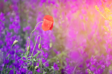 Beautiful summer meadow of purple flowers